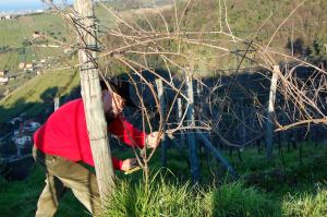 Una vigna in famiglia con la “ Vigna In Affido “