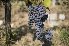 15_09_11_Lorieri_vendemmia_0706