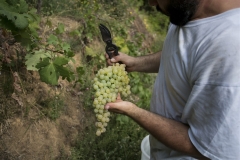 15_09_11_Lorieri_vendemmia_0300