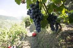 15_09_11_Lorieri_vendemmia_0529