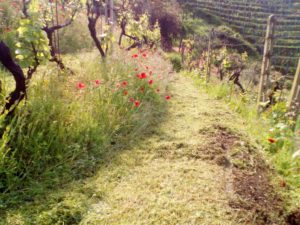 Scurtarola Lorieri Taglio Erba