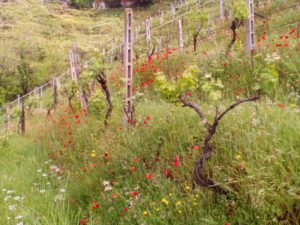 Lorieri Scurtarola Vigneto