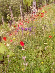 Lorieri Vigneto Prato Fiorito