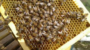 Api su telaino Adotta un Alverare