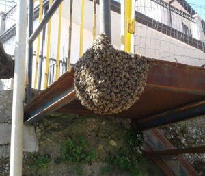 Adottare uno sciame dei api