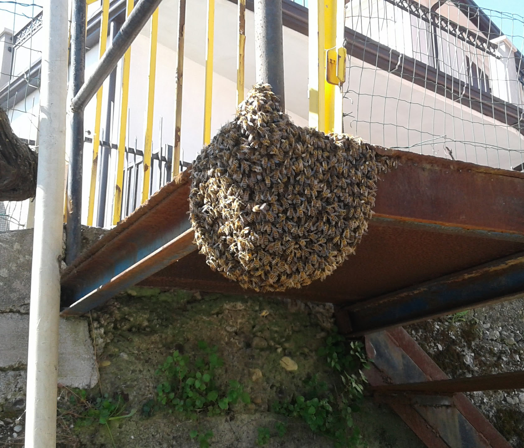 Adottare uno sciame dei api