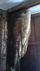 sciame di api finestra