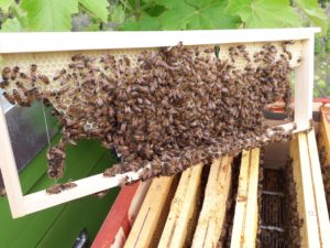 adotta una arnia costruzione