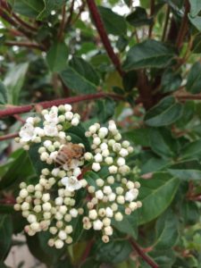 Adotta un alveare toscana - viburno