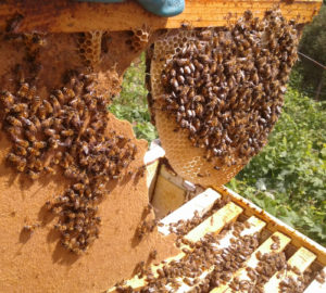 Adotta un alveare massa carrara Toscana