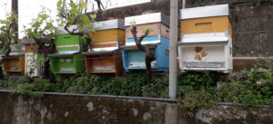 Alveari adotta un alveare