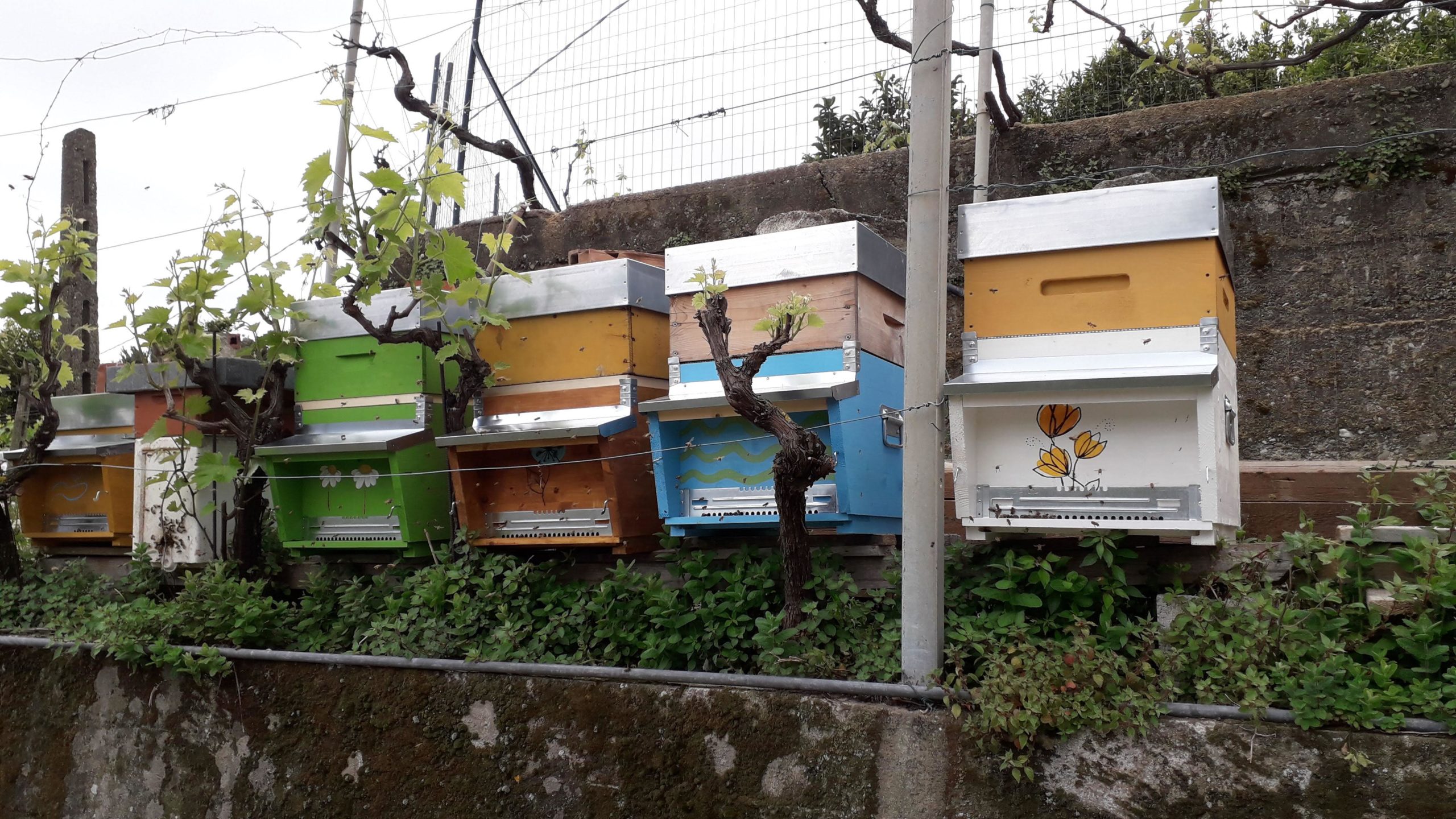 Adotta Arnia Grande - immagine 2